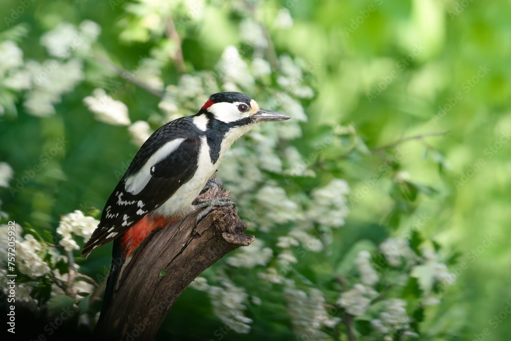 A great spotted woodpecker sits on a tree trunk, in the background is a blooming bush. Dendrocopos major A great spotted woodpecker sits on a tree trunk, in the background is a blooming bush. Dendrocopos major