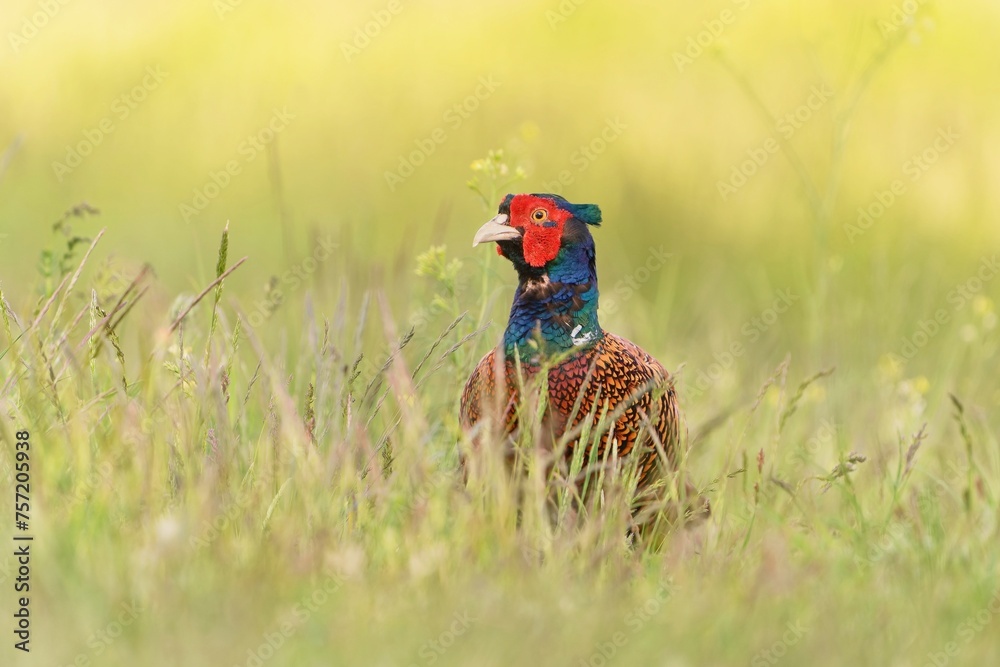Beautiful common pheasant in the nature habitat. Wildlife scene from nature. Phasianus colchicus. beautiful male pheasant in the grass. Beautiful common pheasant in the nature habitat. Wildlife scene from nature. Phasianus colchicus. beautiful male pheasant in the grass.