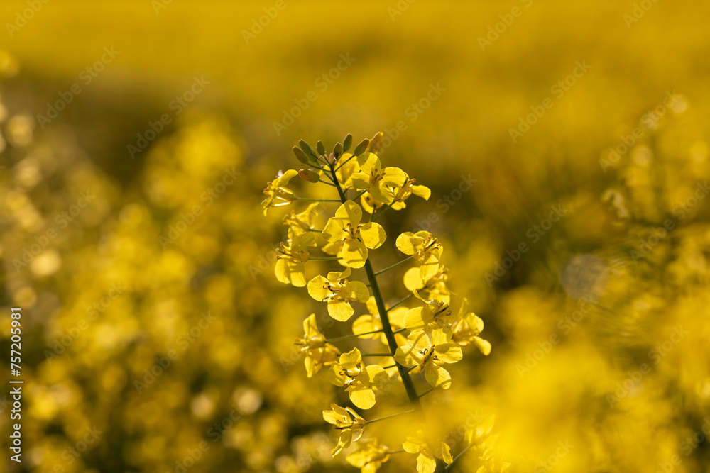 beautiful flowering field with yellow rapeseed flowers beautiful flowering field with yellow rapeseed flowers