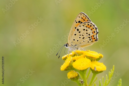 Butterfly sooty copper sitting on the yellow flower. Lycaena tityrus.