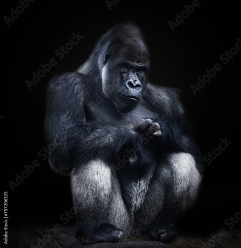 Gran gorila posando sentado rascándose la mano, sobre fondo negro, fotografía fine art