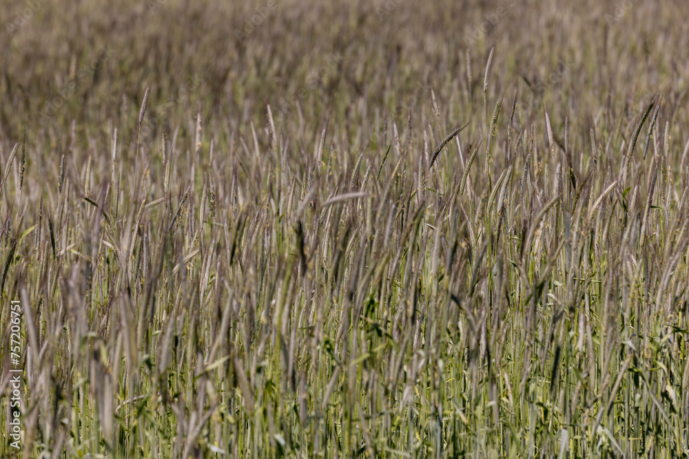 a field with green wheat in sunny weather a field with green wheat in sunny weather