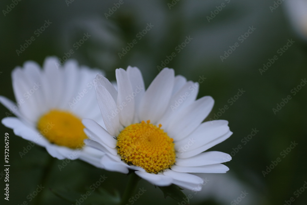 Obraz premium キク科の一年草ノースポール