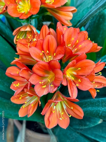 Clovis miniata flowers  photo
