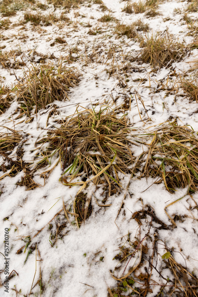 old dry yellow grass under snow in winter old dry yellow grass under snow in winter
