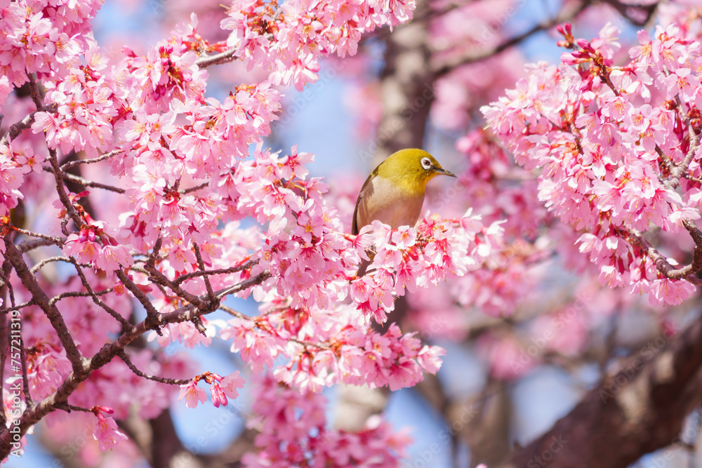 White-eye feeding on nectar from early blooming cherry blossoms Close-up White-eye feeding on nectar from early blooming cherry blossoms Close-up