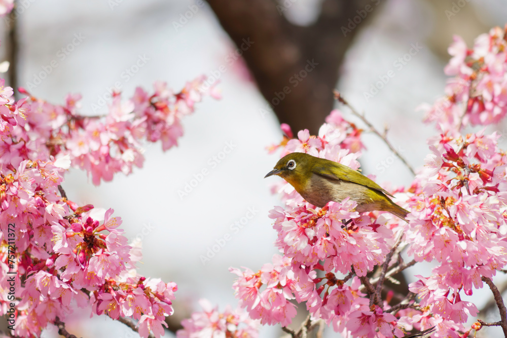 White-eye feeding on nectar from early blooming cherry blossoms Close-up White-eye feeding on nectar from early blooming cherry blossoms Close-up