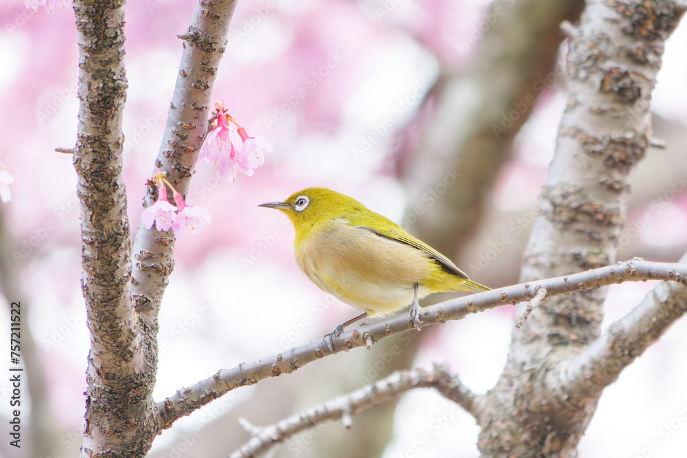 White-eye feeding on nectar from early blooming cherry blossoms Close-up White-eye feeding on nectar from early blooming cherry blossoms Close-up