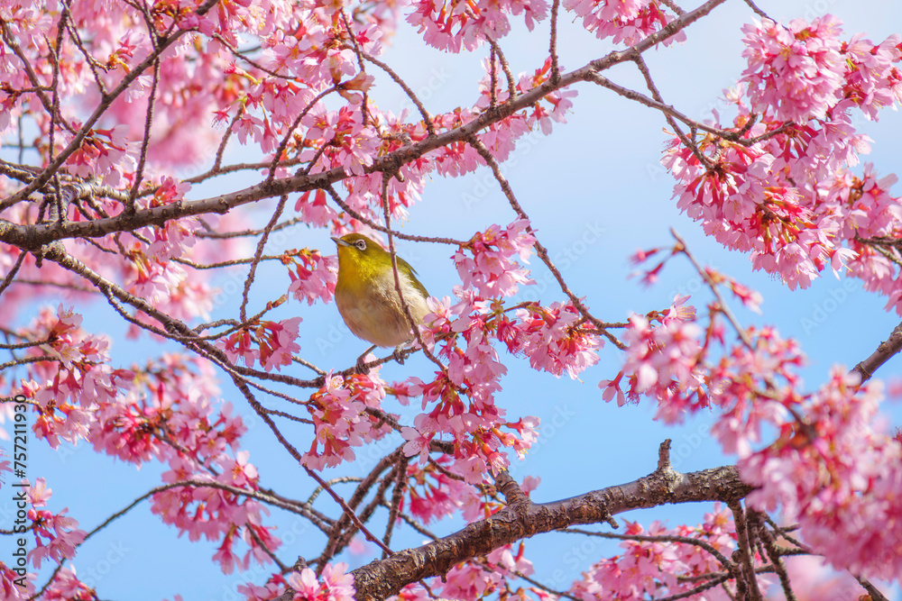 White-eye feeding on nectar from early blooming cherry blossoms Close-up White-eye feeding on nectar from early blooming cherry blossoms Close-up