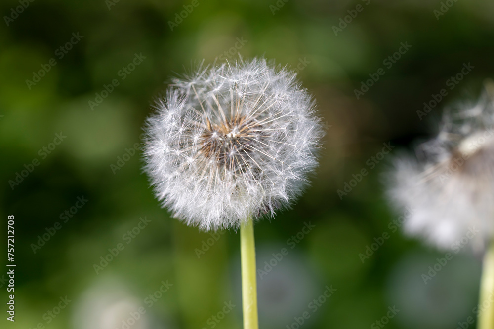 white flowers of dandelion balls in a spring field white flowers of dandelion balls in a spring field