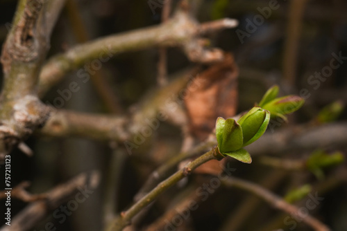 buds of a tree