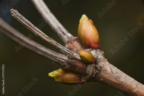 bud of a tree