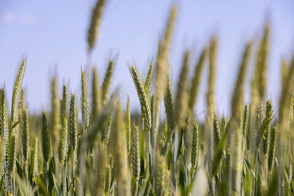 green wheat cereals in the field in summer before ripening green wheat cereals in the field in summer before ripening