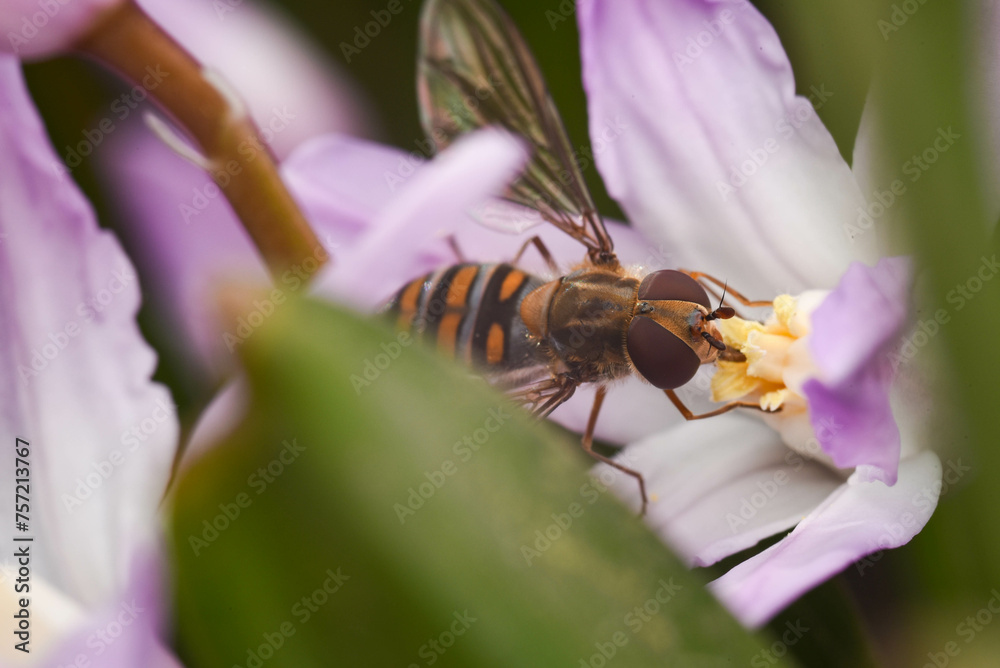 Naklejka premium bee on flower
