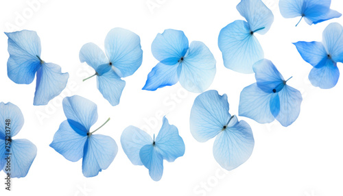 flying blue petal flowers isolated on transparent background cutout