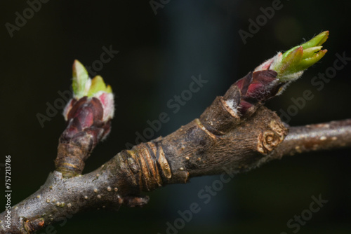 buds of a tree