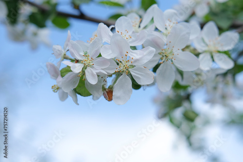 Branch of blooming white apple tree on background of blooming garden, blue sky with copy space. Spring background, soft focus. Concept March 8, May holidays.