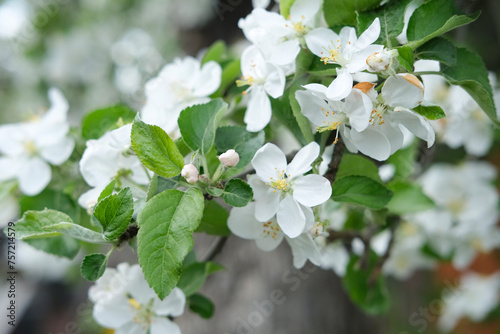 Branch of blooming white apple tree on background of blooming garden. Spring background, soft focus. Concept March 8, May holidays.