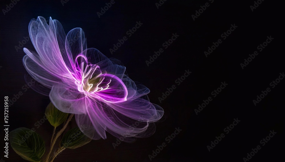 Beautiful purple flower on a black background with copy space for text