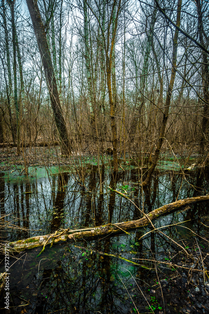 Obraz premium Water in the forest . Old lake in the woods . Green and blue river . Mystery weather. Olds trees . Forest beauty . Frozen forest and frozen lake . 