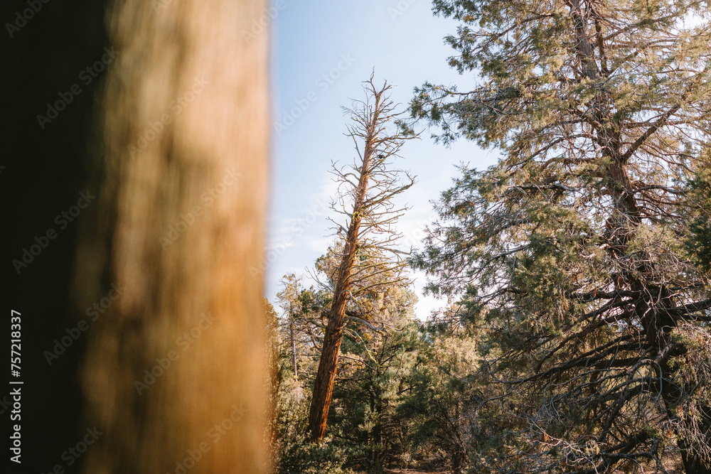 Falling tree from behind tree perspective Falling tree from behind tree perspective