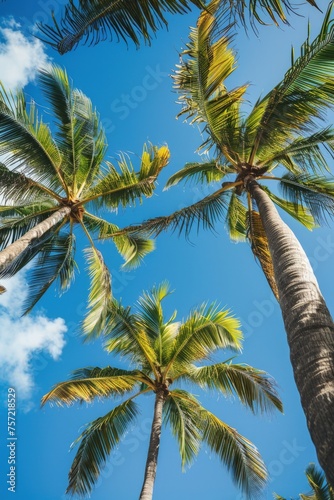 Top of coconut trees blue sky in the background  concept of summer  beach  vacation.