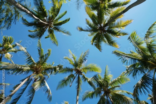 Top of coconut trees blue sky in the background, concept of summer, beach, vacation.