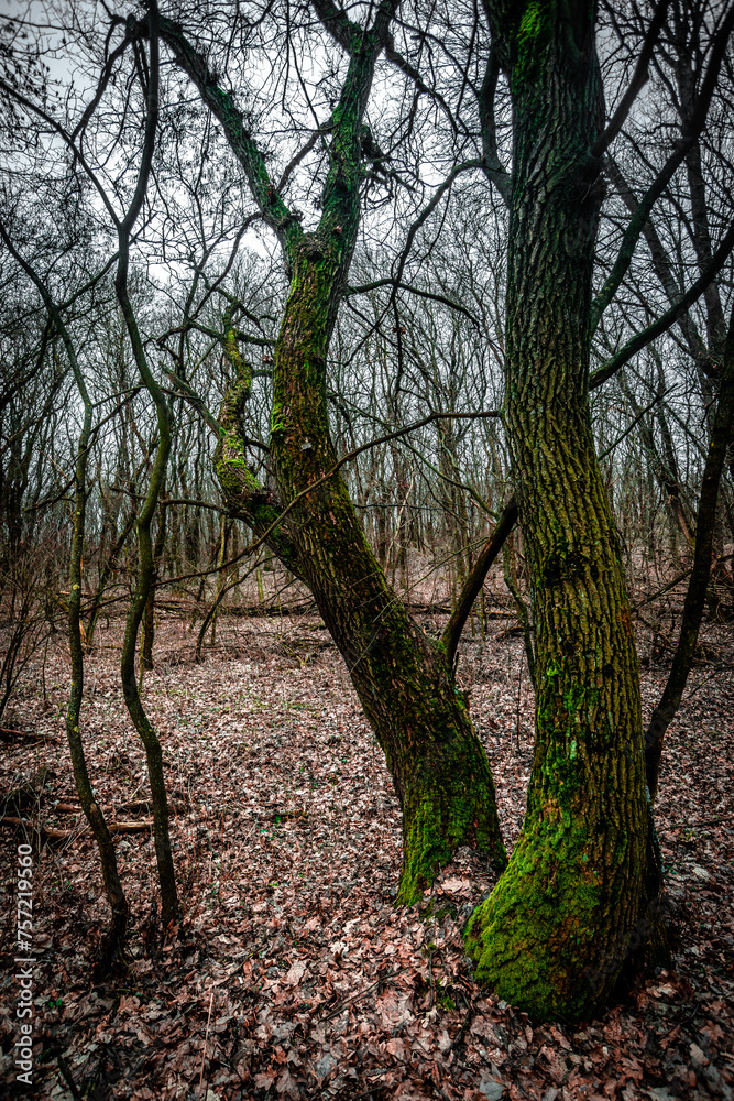 Landscape in the old forest. Winter in the forest , old trees and Cloudy weather . Mystery forest. Nature at winter season . 