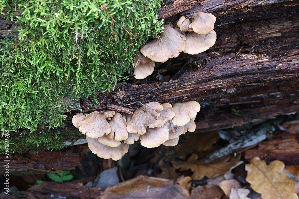 Lentinellus ursinus, commonly called the Bear Lentinus, wild mushroom from Finland