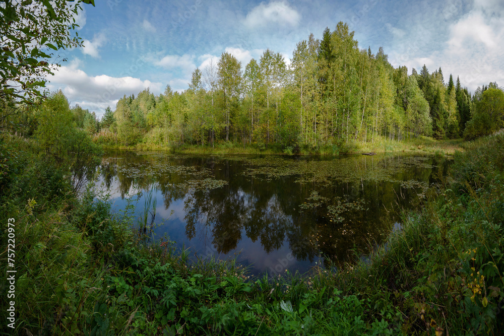 pond forest summer water trees