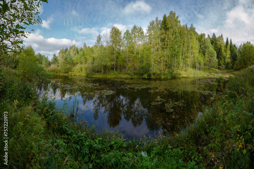 pond forest summer water trees