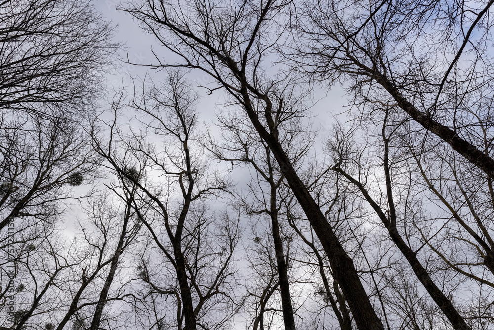 maple trees without foliage in the winter season in the forest maple trees without foliage in the winter season in the forest