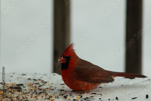 This beautiful male cardinal is sitting in the snow with birdseed all around him. The bright red color of his feathers stands out against the white background. His mohawk is standing straight up. © Larry