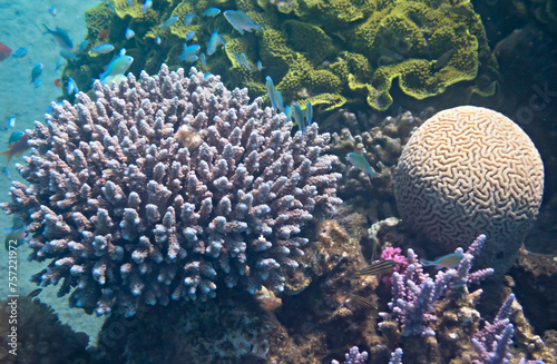 Nature coral area with school of damsel-fish among corals, photo depicts biodiversity in tropical marine ecosystems that is still remains untouched by human activities in the Red Sea, Sinai, Middle Ea