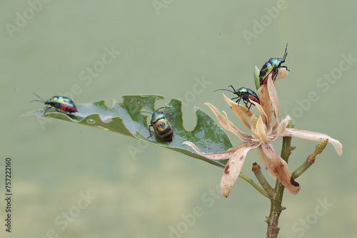 A number of harlequin bugs are eating wildflower. This beautiful, rainbow-colored insect has the scientific name Tectocoris diophthalmus. photo