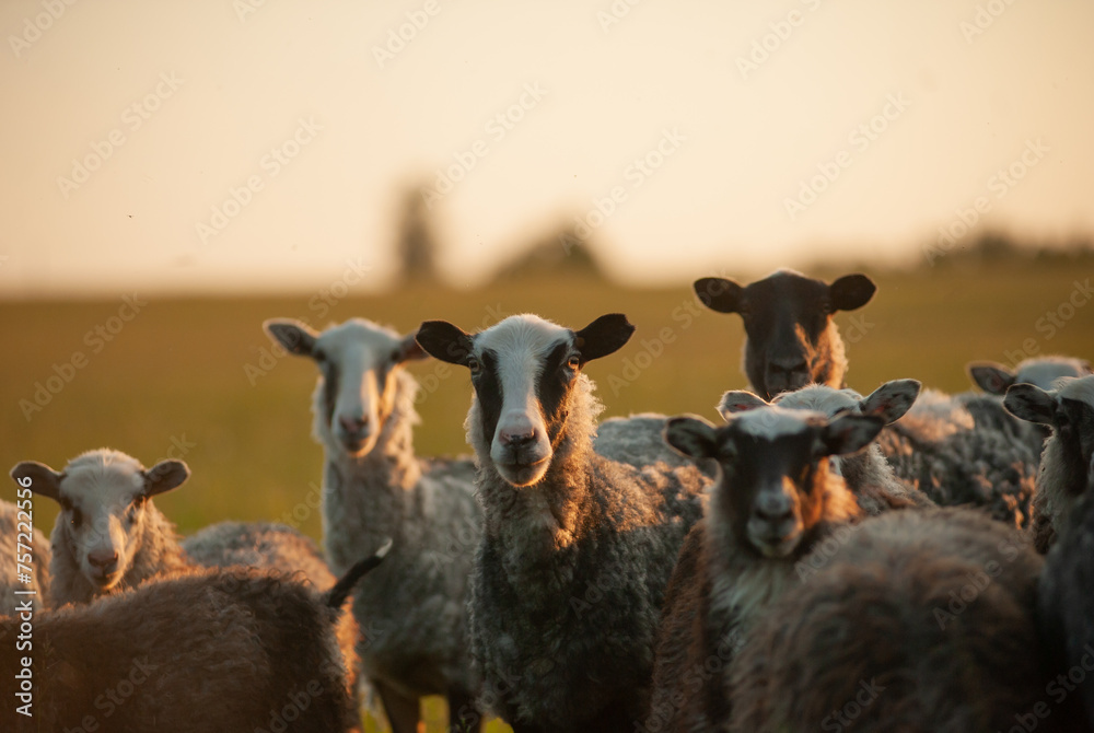 group of sheep at the sunset - obrazy, fototapety, plakaty 