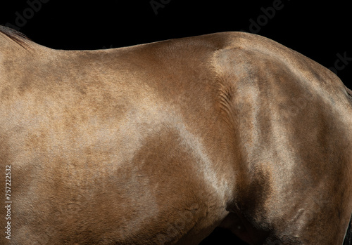 Golden shining coat of a don horse