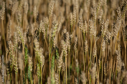 Wheat ears at sunset, close up