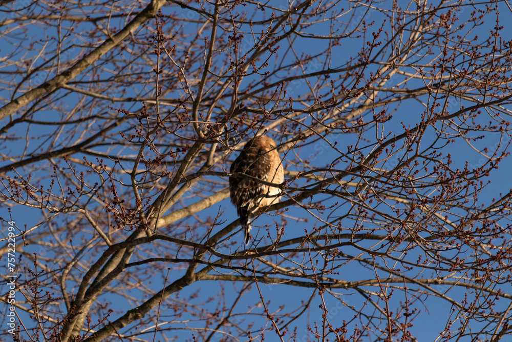 This beautiful red-shouldered hawk is perched in the tree trying stay hidden from his prey. The white speckles of his feathers stand out. The branches are without leaves due to the Fall season. This beautiful red-shouldered hawk is perched in the tree trying stay hidden from his prey. The white speckles of his feathers stand out. The branches are without leaves due to the Fall season.