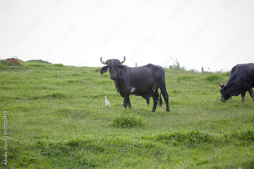 Boi preto na fazenda com fundo desfocado da natureza. Boi preto na fazenda com fundo desfocado da natureza.