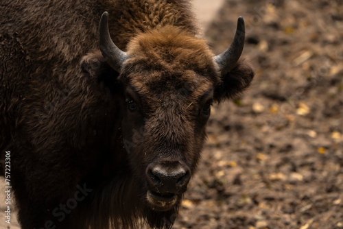 Wildlife - European Bison - Germany