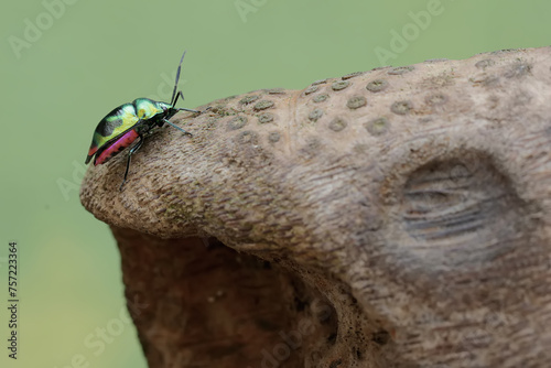 A harlequin bug is looking for food on a rotting bamboo trunk. This beautiful, rainbow-colored insect has the scientific name Tectocoris diophthalmus. photo