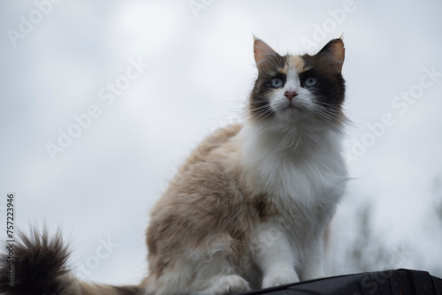 Hübsche Katze sitzt ganz oben auf einem Zaun