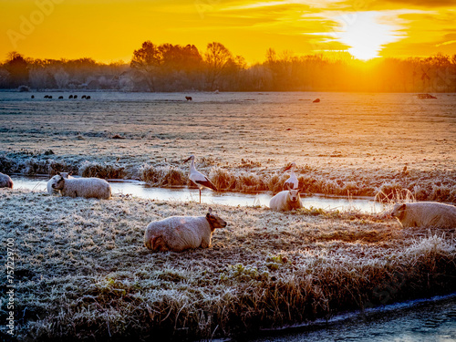 Sheep grazing in a frosty field at sunrise photo