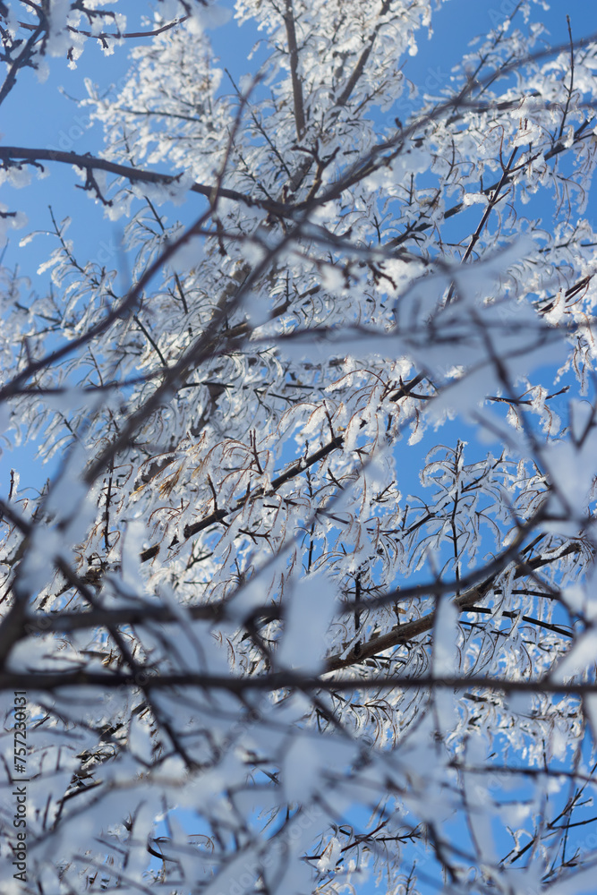 snow covered branches snow covered branches