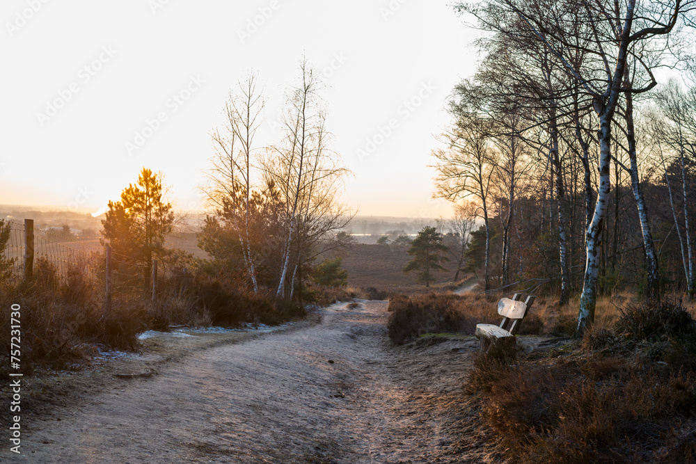 Golden sunrise over a peaceful forest trail Golden sunrise over a peaceful forest trail