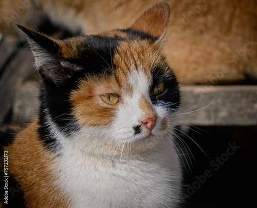 Portrait of a tricolor cat in close-up.