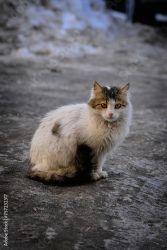 A stray white cat with spots on its muzzle is sitting on dirty ice, on a frozen pavement.