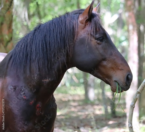 Wild Cracker Horse Paynes Prairie Bite Wounds on Neck 