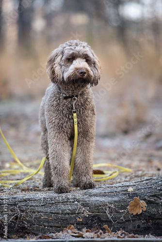 A pensive dog sitting atop a log in the forest. photo